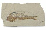 Cretaceous Fossil Fish (Sedenhorstia) - Lebanon #376365-1